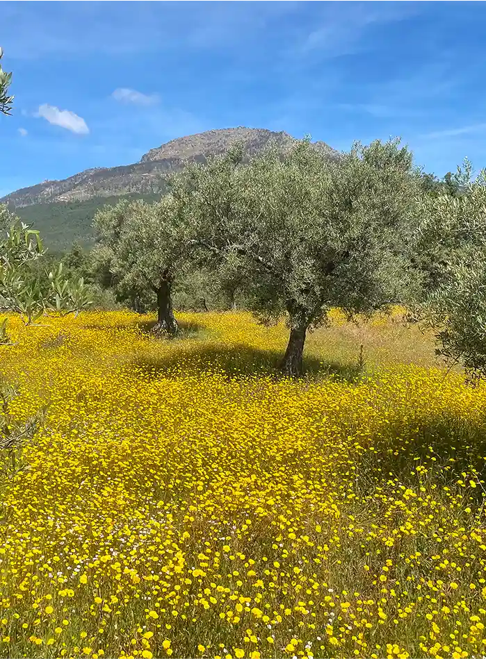 Olivar desde donde se observa la Abantera en Lanzahíta